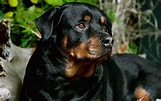 Bilderesultat for Rottweiler. Størrelse: 161 x 101. Kilde: www.fanpop.com