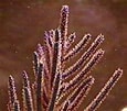 Image result for "Muriceopsis Flavida". Size: 115 x 101. Source: animal-world.com
