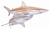 Afbeeldingsresultaten voor "carcharhinus Brachyurus". Grootte: 175 x 101. Bron: www.sharks.org