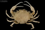 Image result for "iphiculus Spongiosus". Size: 151 x 101. Source: soheilphoto.com
