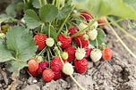 Image result for Strawberry Plants. Size: 152 x 101. Source: www.gardeningetc.com