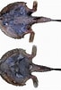 Afbeeldingsresultaten voor Dibranchus atlanticus Anatomie. Grootte: 68 x 101. Bron: www.researchgate.net