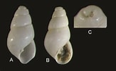 Image result for "odostomia Plicata". Size: 163 x 101. Source: www.researchgate.net