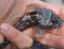 Image result for Fourhorn Sculpin. Size: 132 x 101. Source: www.inaturalist.org