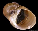 Image result for "lacuna Pallidula". Size: 124 x 101. Source: www.gastropods.com