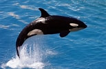 Image result for Whale animal. Size: 154 x 101. Source: www.dkfindout.com