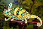 Image result for Le caméléon Animal. Size: 151 x 101. Source: www.animogen.com