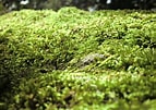 Image result for Moss. Size: 143 x 101. Source: greensideupblog.com