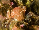 Image result for "liocarcinus Pusillus". Size: 132 x 101. Source: www.seawater.no