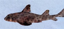 Afbeeldingsresultaten voor "heterodontus Mexicanus". Grootte: 220 x 101. Bron: www.mexican-fish.com