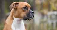 Image result for Boxer Dog. Size: 191 x 101. Source: thehappypuppysite.com