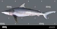 Image result for "carcharhinus Isodon". Size: 196 x 101. Source: www.alamy.com
