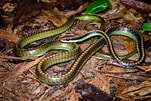 Image result for Dendrelaphis cyanochloris. Size: 151 x 101. Source: www.thainationalparks.com