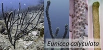Image result for "Eunicea Calyculata". Size: 206 x 101. Source: nsuworks.nova.edu
