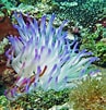 Image result for Ocean anemone. Size: 97 x 101. Source: www.pinterest.com