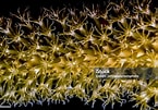Image result for "plexaurella Nutans". Size: 145 x 101. Source: www.istockphoto.com
