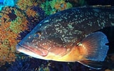 Image result for Brown Grouper. Size: 161 x 101. Source: www.ecogriek.nl