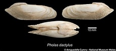 "pholas Dactylus" に対する画像結果.サイズ: 230 x 101。ソース: naturalhistory.museumwales.ac.uk
