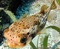 Image result for "diodon Holocanthus". Size: 122 x 101. Source: www.aquaportail.com
