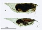 Afbeeldingsresultaten voor "conchilla Daphnoides". Grootte: 143 x 101. Bron: www.marinespecies.org
