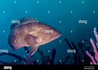 Image result for Brown Grouper. Size: 142 x 101. Source: www.alamy.com