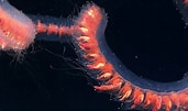 Afbeeldingsresultaten voor Siphonophorae Anatomie. Grootte: 171 x 101. Bron: artsandculture.google.com