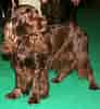 Image result for Spaniels. Size: 92 x 101. Source: en.wikipedia.org