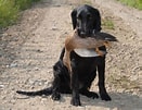 Image result for Valpeliste Flat Coated retriever. Size: 131 x 101. Source: www.willtoplease.be