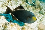 Image result for "melichthys Niger". Size: 151 x 101. Source: www.reefs4less.com