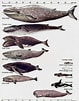 Bilderesultat for Toothed whale Phylum. Størrelse: 79 x 101. Kilde: alchetron.com