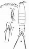 Image result for "microsetella Norvegica". Size: 60 x 101. Source: copepodes.obs-banyuls.fr