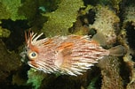Image result for "diodon Holocanthus". Size: 152 x 101. Source: fishesofaustralia.net.au