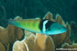 Image result for "thalassoma Bifasciatum". Size: 151 x 101. Source: reeflifesurvey.com