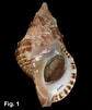Image result for "charonia Lampas". Size: 84 x 101. Source: seashellsofnsw.org.au