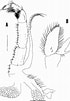 Afbeeldingsresultaten voor Palinurus mauritanicus Reproductie. Grootte: 70 x 101. Bron: www.researchgate.net