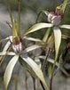 Image result for "callianassa Japonica". Size: 79 x 101. Source: www.stridvall.se