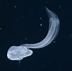 Risultato immagine per "bathochordaeus Charon". Dimensioni: 102 x 101. Fonte: animalworld.com.ua
