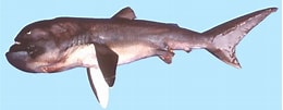 Image result for "megachasma Pelagios". Size: 260 x 101. Source: shark-references.com