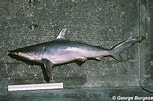 Image result for "carcharhinus Isodon". Size: 153 x 101. Source: www.floridamuseum.ufl.edu