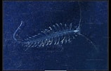 Image result for "tomopteris Planktonis". Size: 158 x 101. Source: www.reeflex.net