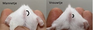 Afbeeldingsresultaten voor Gemshorenworm geslacht. Grootte: 306 x 101. Bron: www.dwerghamster.nl