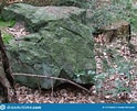 Image result for Bavarian Forest Type of Rock. Size: 124 x 101. Source: www.dreamstime.com