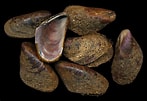 Image result for "modiolus Barbatus". Size: 147 x 101. Source: www.idscaro.net