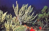 Image result for "Eunicea Calyculata". Size: 159 x 101. Source: www.ecured.cu