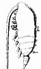 Image result for "acrocalanus Longicornis". Size: 60 x 101. Source: copepodes.obs-banyuls.fr
