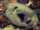 Image result for "diplosoma Listerianum". Size: 136 x 102. Source: www.britishmarinelifepictures.co.uk