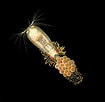 Image result for "corycaeus Limbatus". Size: 105 x 102. Source: www.marinespecies.org