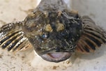 Image result for Fourhorn Sculpin. Size: 152 x 102. Source: alchetron.com