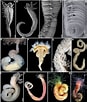Afbeeldingsresultaten voor "trichobranchus Glacialis". Grootte: 87 x 102. Bron: www.researchgate.net