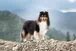 Image result for Shetland Sheepdog. Size: 153 x 102. Source: a-z-animals.com